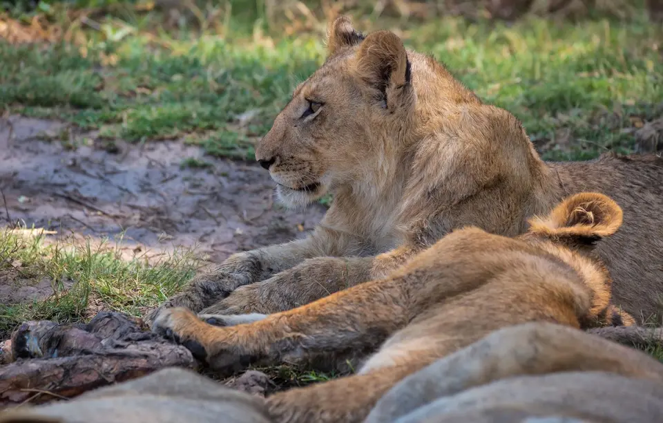Botswana_Khwai_134.jpg
