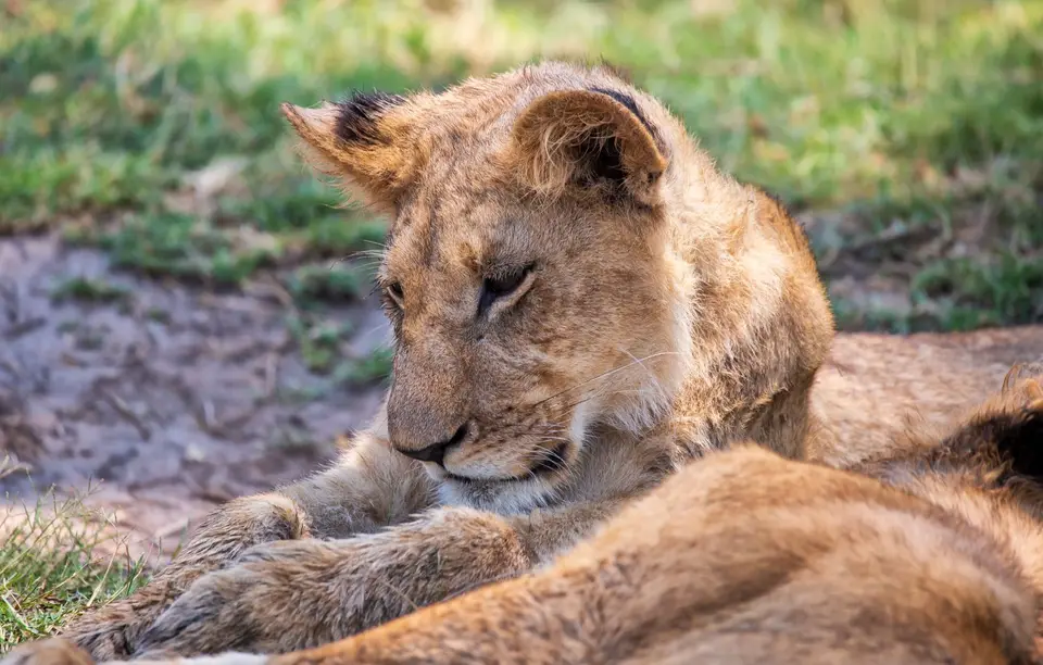Botswana_Khwai_136.jpg