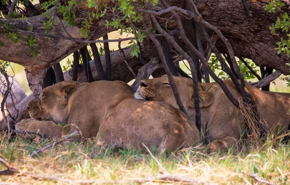 Botswana_Khwai_141.jpg