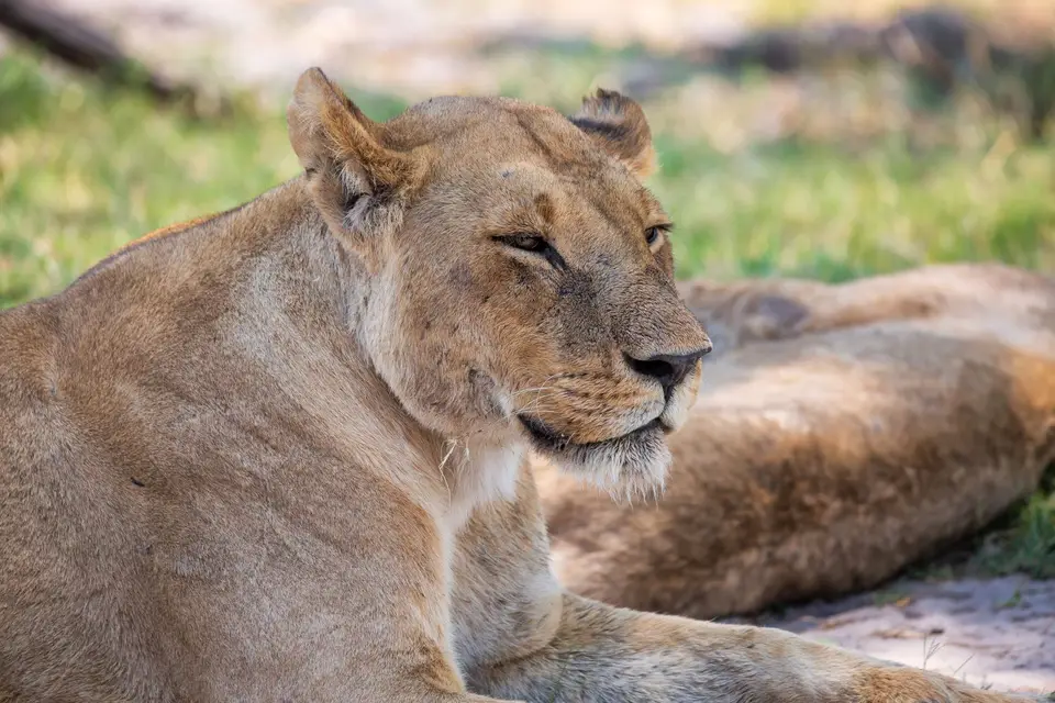 Botswana_Khwai_144.jpg