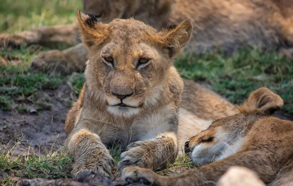 Botswana_Khwai_148.jpg