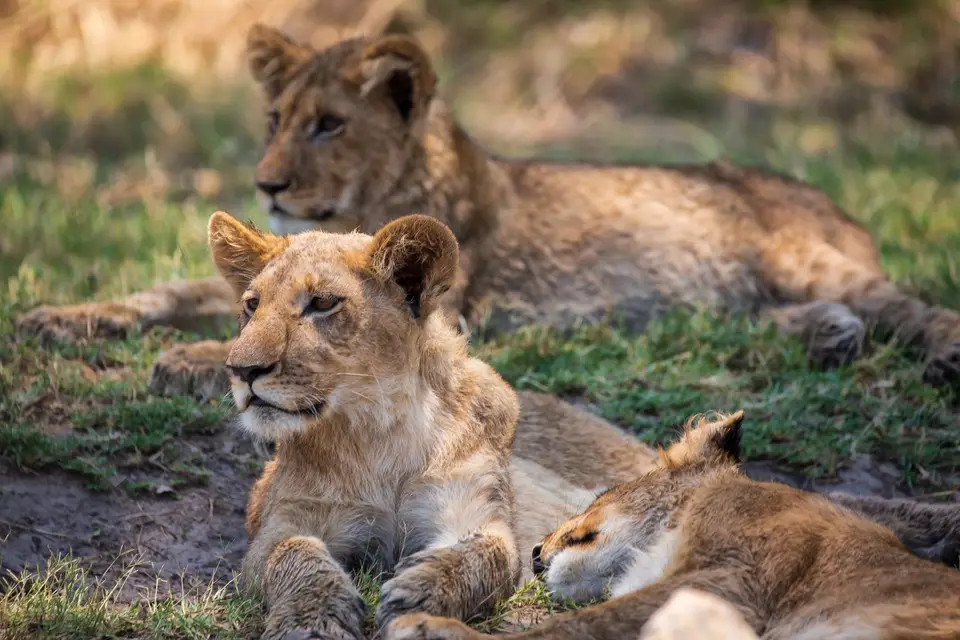 Botswana_Khwai_152.jpg