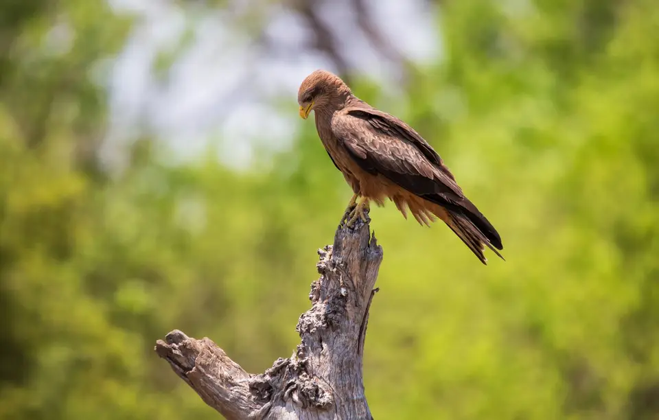 Botswana_Khwai_162.jpg