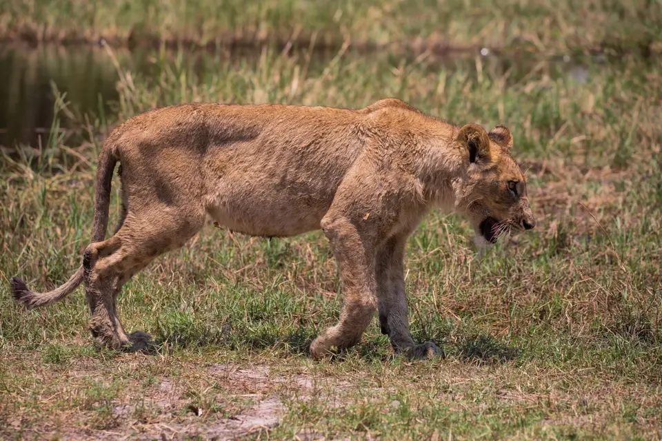 Botswana_Khwai_166.jpg