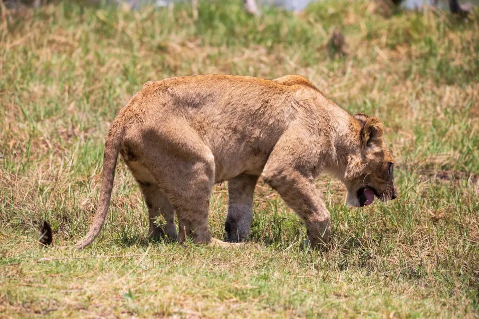 Botswana_Khwai_168.jpg