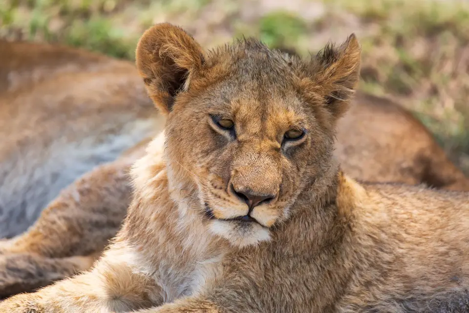 Botswana_Khwai_169.jpg