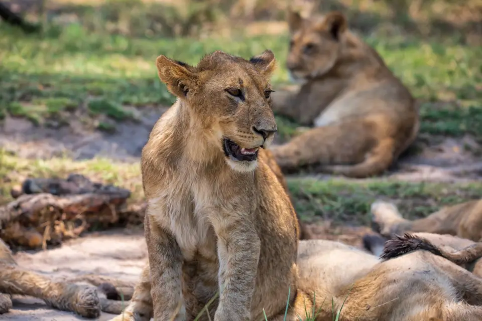 Botswana_Khwai_171.jpg