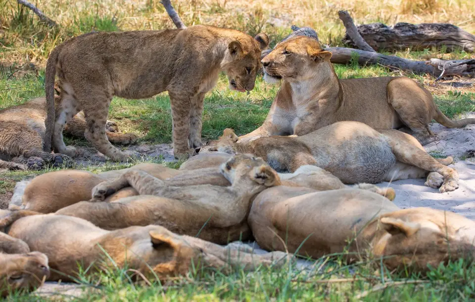 Botswana_Khwai_172.jpg