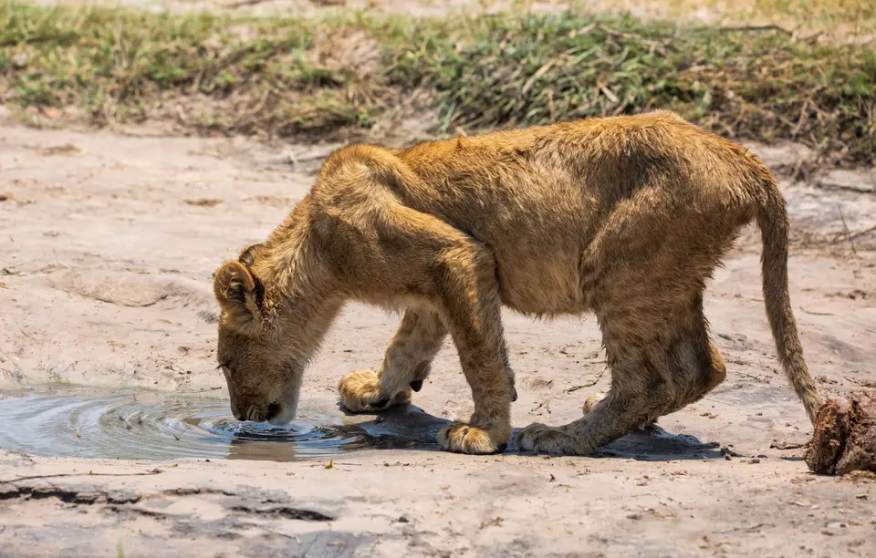 Botswana_Khwai_173.jpg