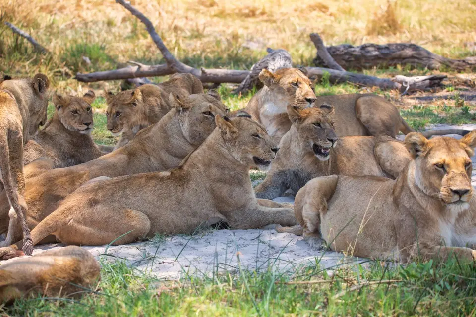 Botswana_Khwai_179.jpg