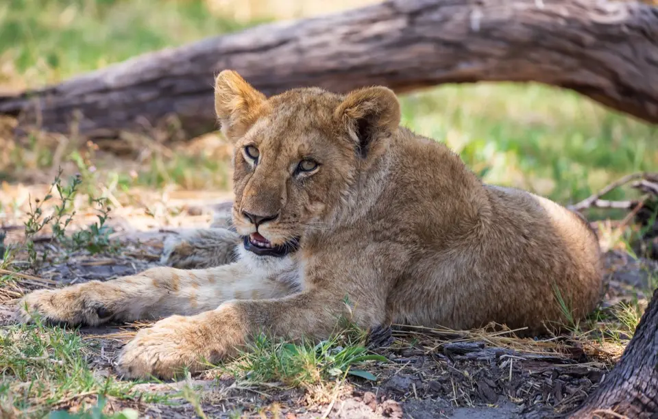 Botswana_Khwai_181.jpg