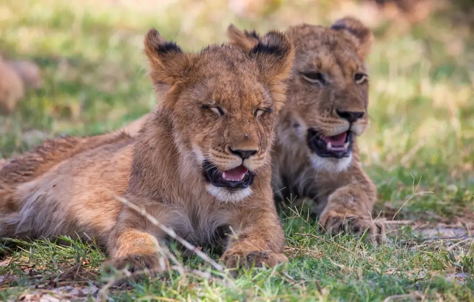Botswana_Khwai_182.jpg
