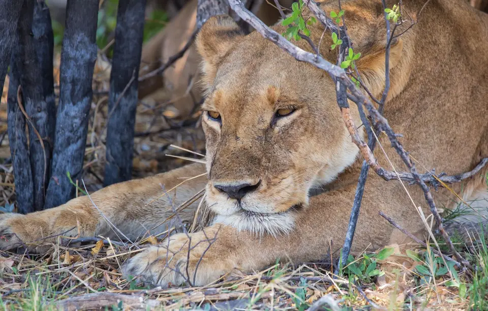 Botswana_Khwai_184.jpg