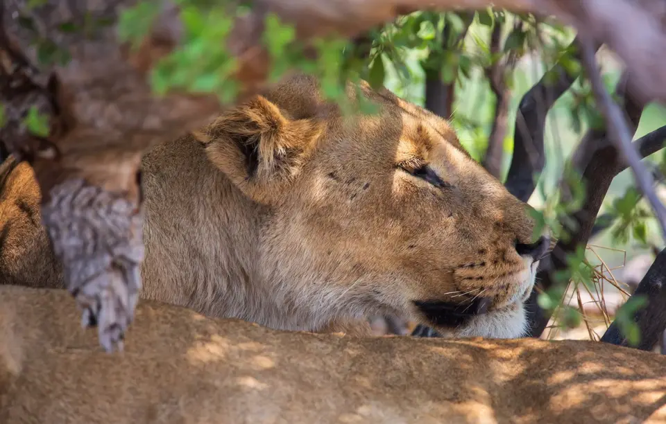 Botswana_Khwai_185.jpg