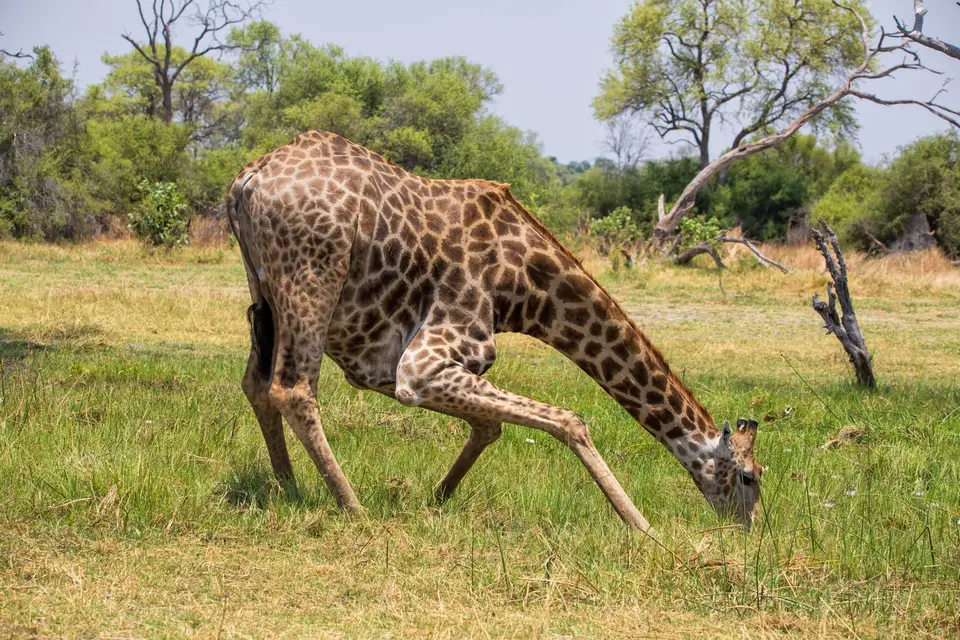 Botswana_Khwai_189.jpg