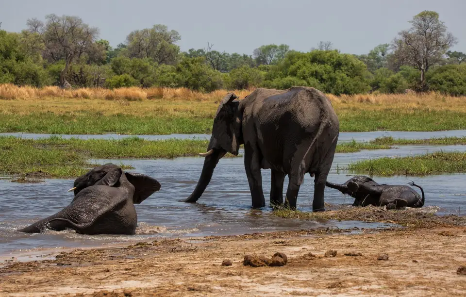 Botswana_Khwai_190.jpg