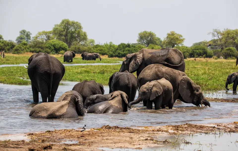 Botswana_Khwai_191.jpg