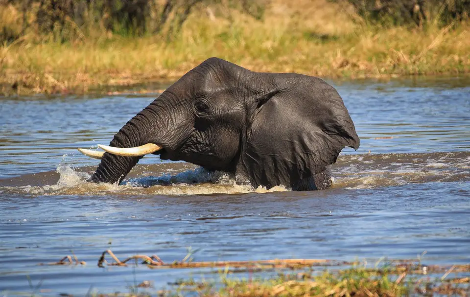 Botswana_Khwai_212.jpg