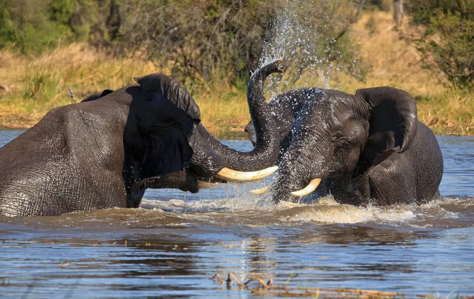 Botswana_Khwai_213.jpg