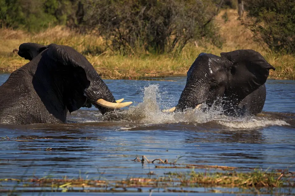 Botswana_Khwai_214.jpg