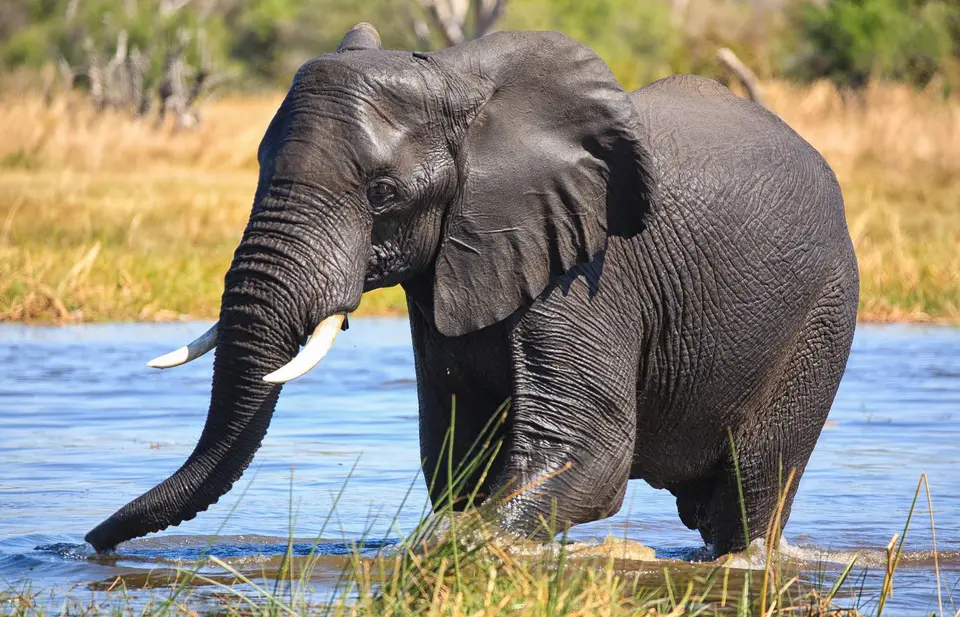 Botswana_Khwai_217.jpg