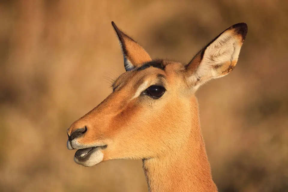 Botswana_Khwai_224.jpg