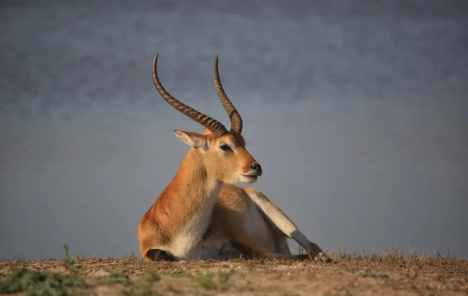 Botswana_Khwai_322.jpg