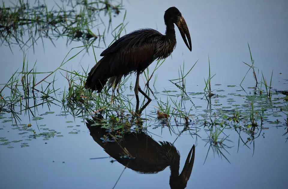 Botswana_Khwai_324.jpg