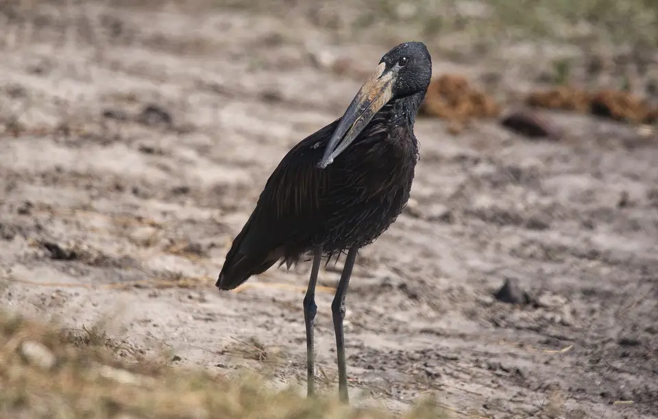 Botswana_Khwai_329.jpg