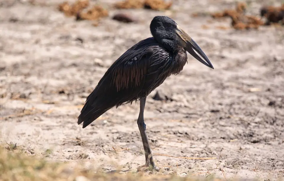 Botswana_Khwai_331.jpg