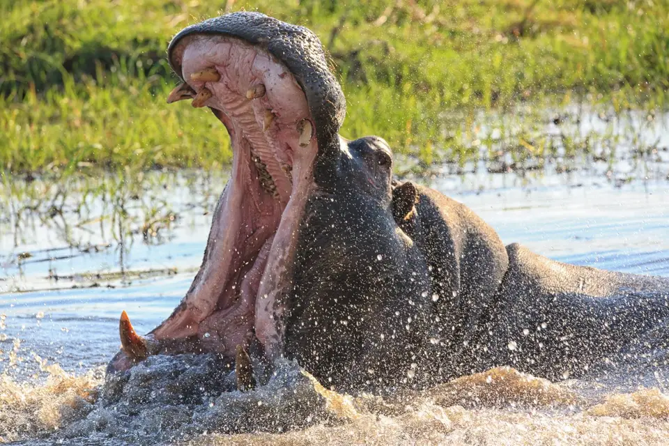Botswana_Khwai_339.jpg