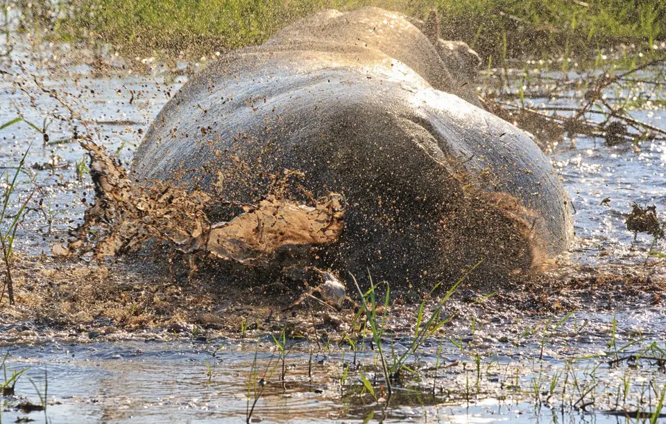 Botswana_Khwai_341.jpg
