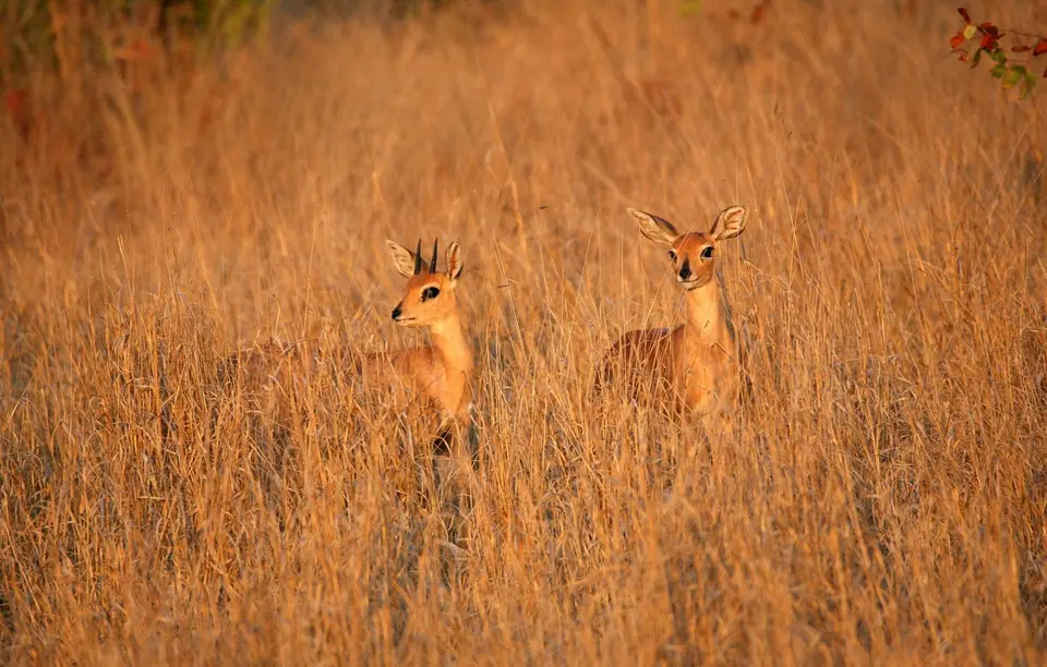 Botswana_Khwai_345.jpg