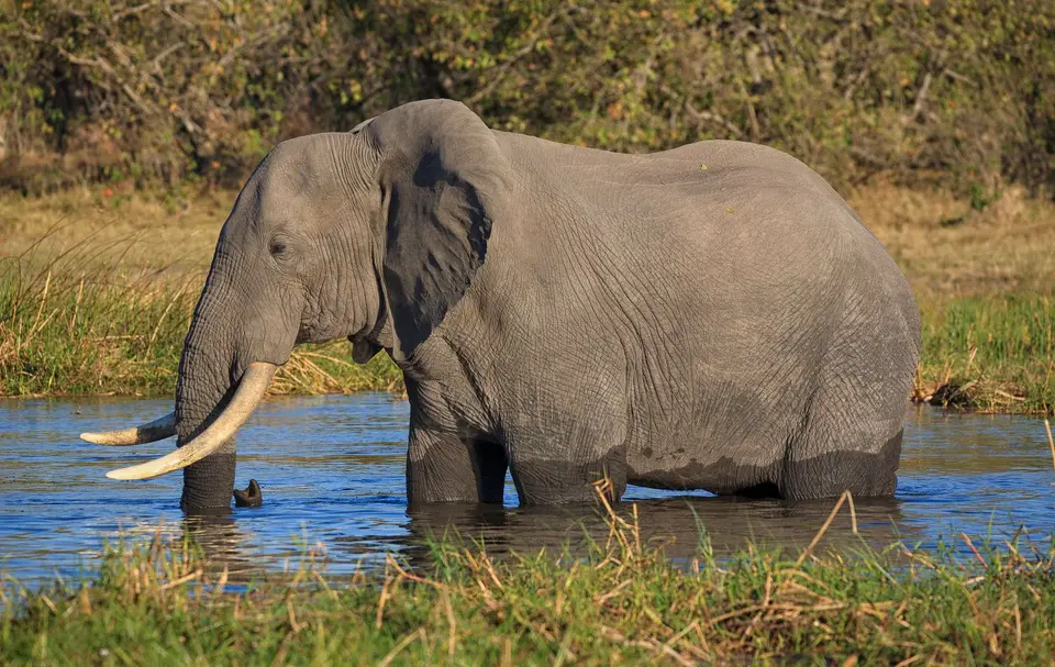 Botswana_Khwai_346.jpg