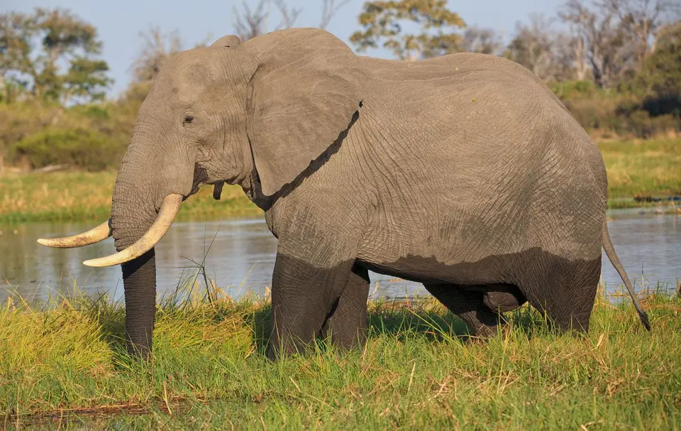Botswana_Khwai_347.jpg