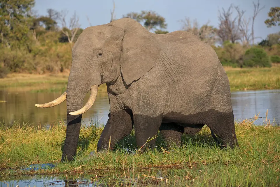 Botswana_Khwai_348.jpg