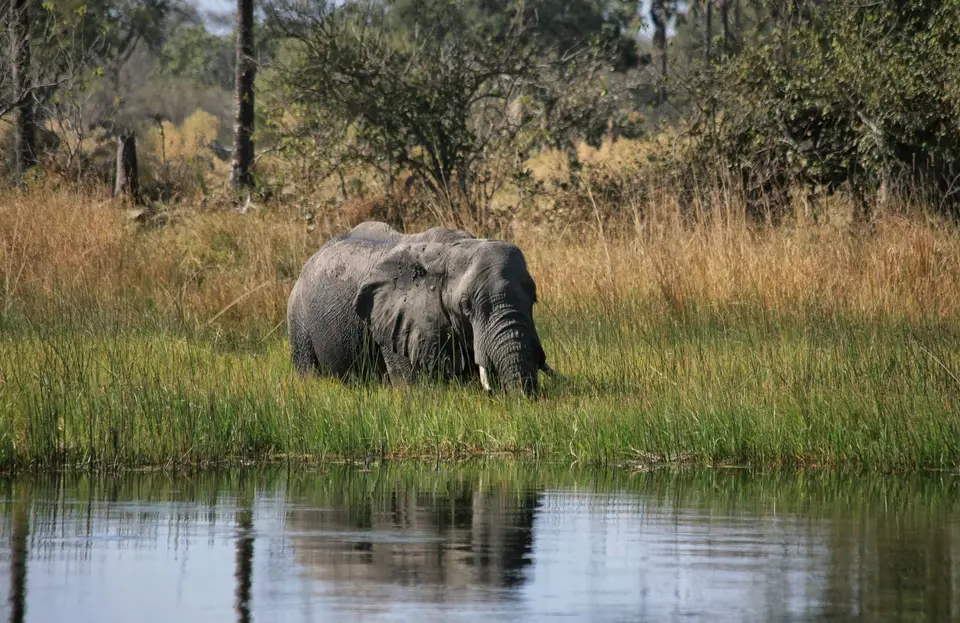 Botswana_Khwai_349.jpg