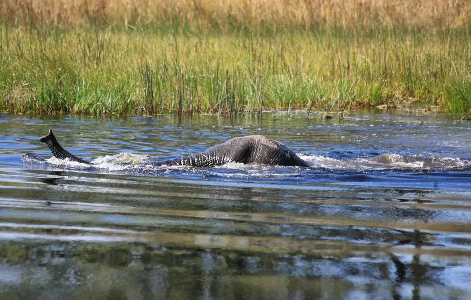 Botswana_Khwai_351.jpg
