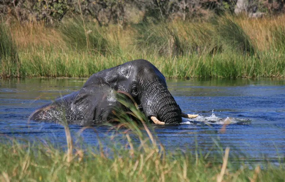 Botswana_Khwai_354.jpg