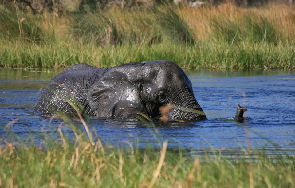 Botswana_Khwai_355.jpg