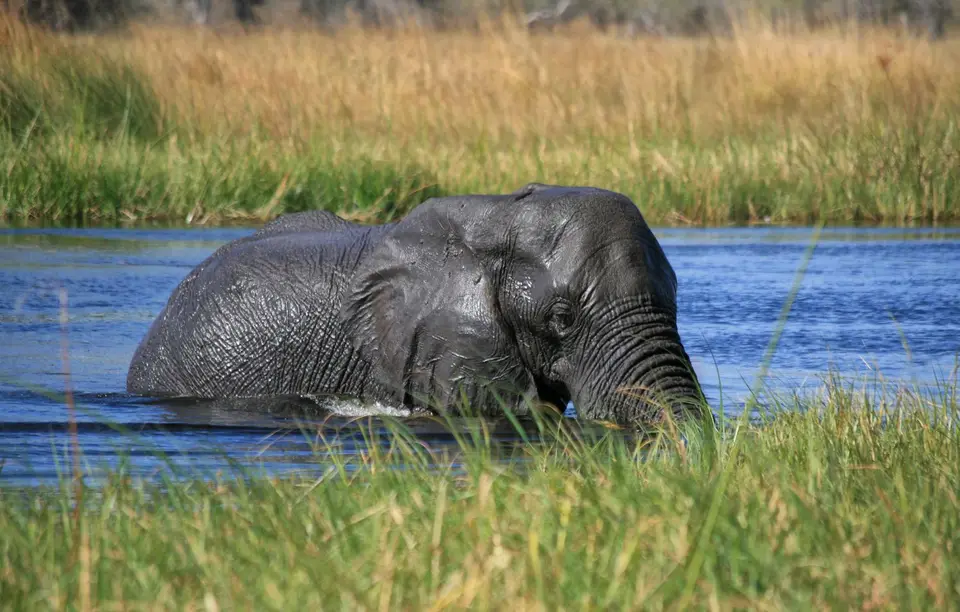 Botswana_Khwai_356.jpg