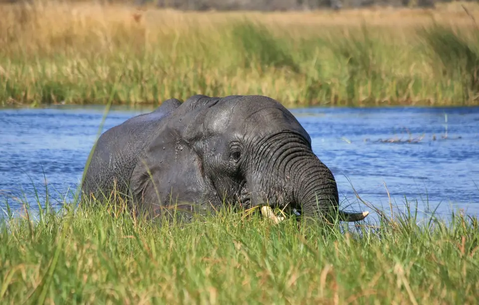 Botswana_Khwai_357.jpg