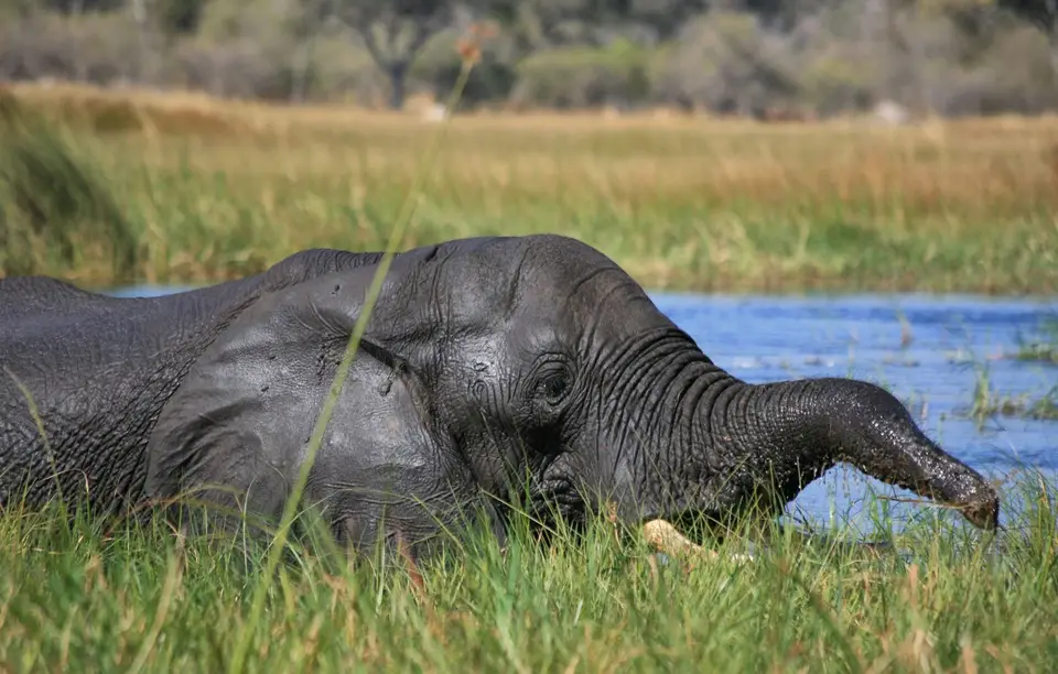 Botswana_Khwai_358.jpg