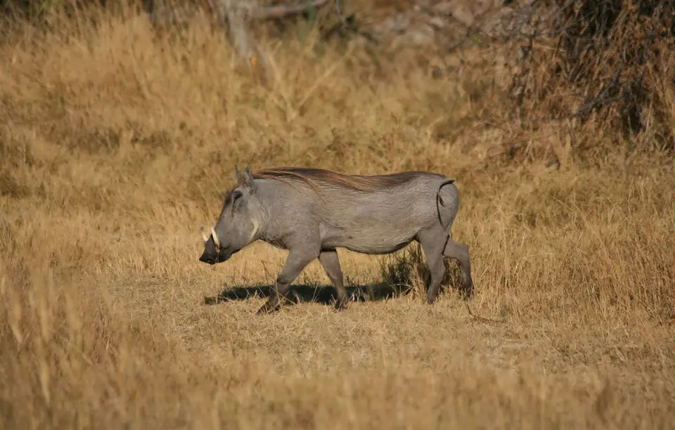 Botswana_Khwai_366.jpg