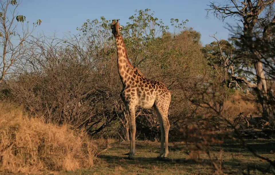 Botswana_Khwai_373.jpg