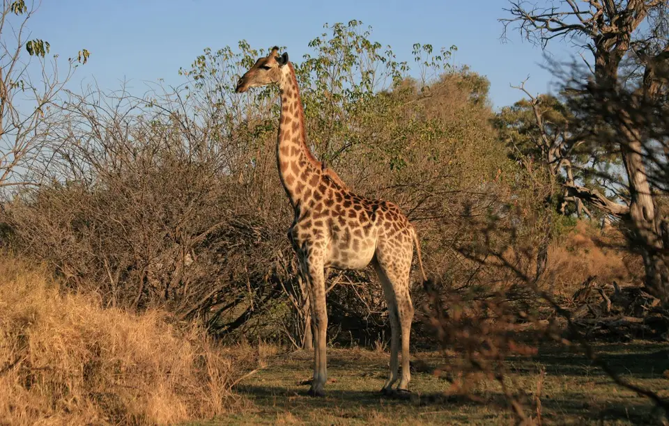 Botswana_Khwai_374.jpg