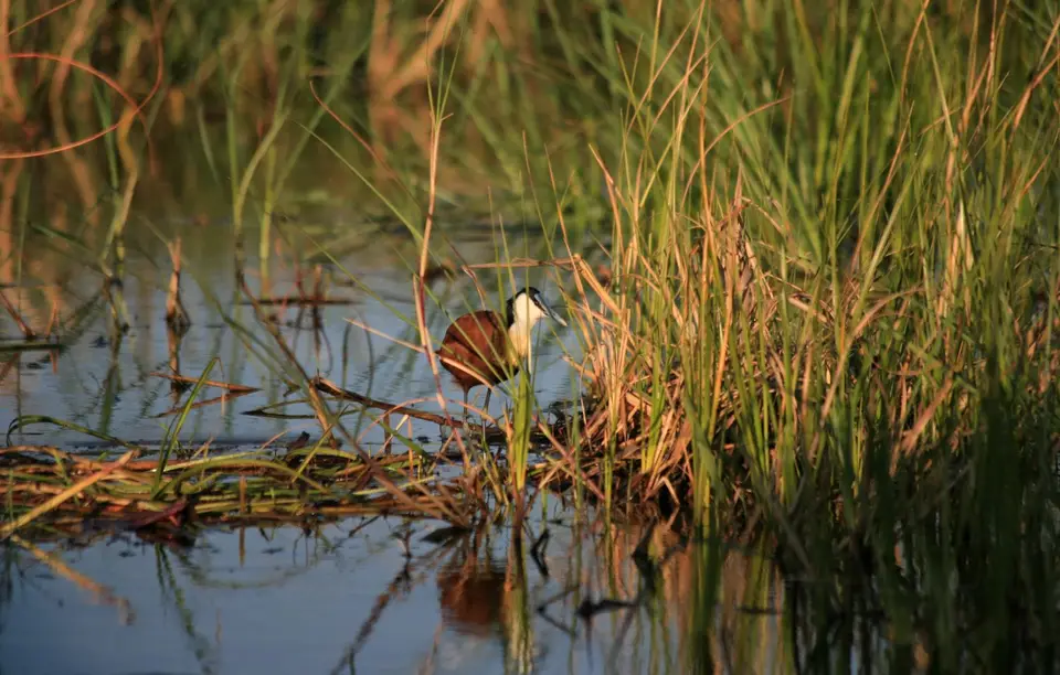 Botswana_Khwai_380.jpg