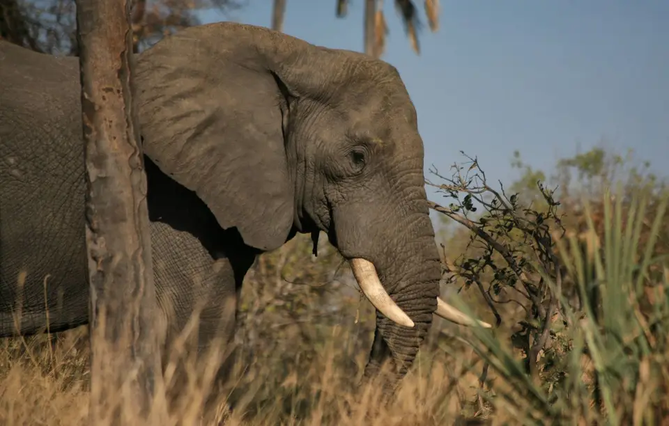 Botswana_Khwai_381.jpg