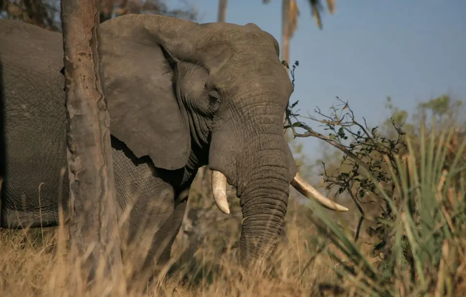 Botswana_Khwai_382.jpg