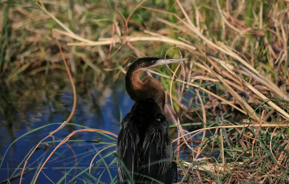 Botswana_Khwai_387.jpg
